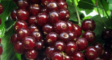 Proč je viksne červený rybíz atraktivní?